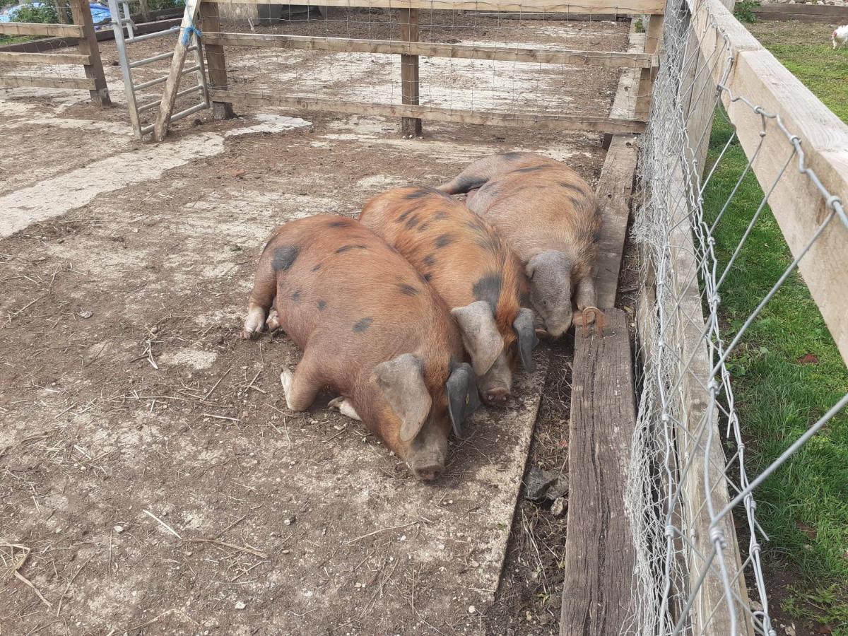 The Byre North End Farm Bed & Breakfast Ashton Keynes Eksteriør bilde